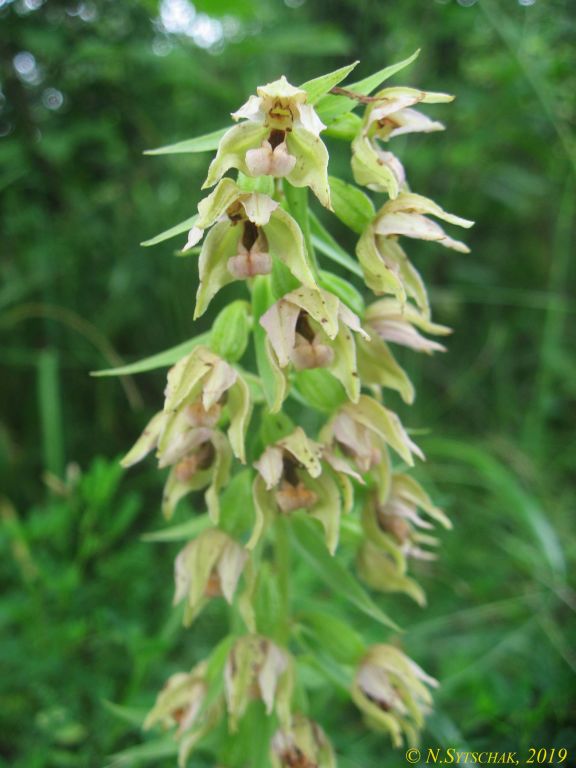 Epipactis helleborine (L.) Crantz