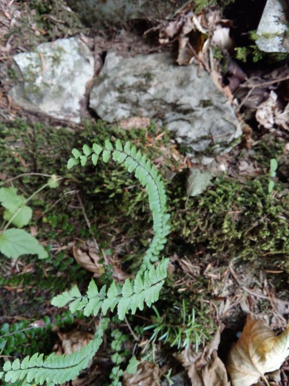 Asplenium trichomanes L.