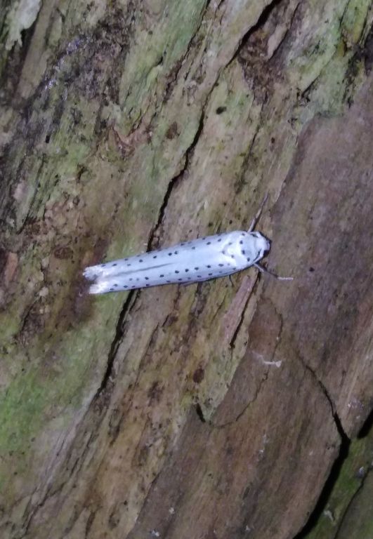 Yponomeutidae