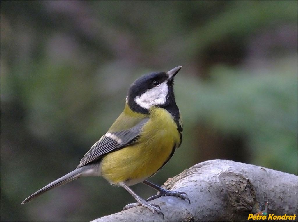 Parus major Linnaeus, 1758