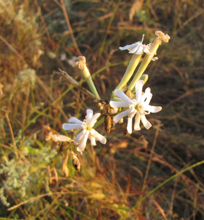Silene bupleuroides L.