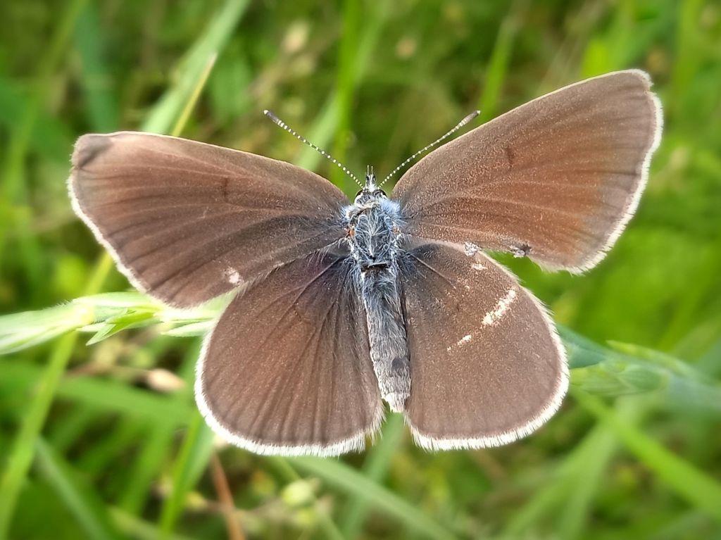 Cyaniris semiargus (Rottemburg, 1775)