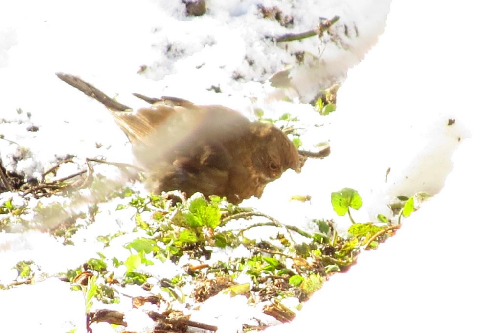 Turdus merula Linnaeus, 1758