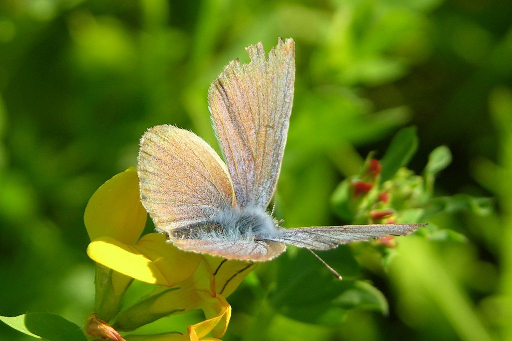 Cyaniris semiargus (Rottemburg, 1775)