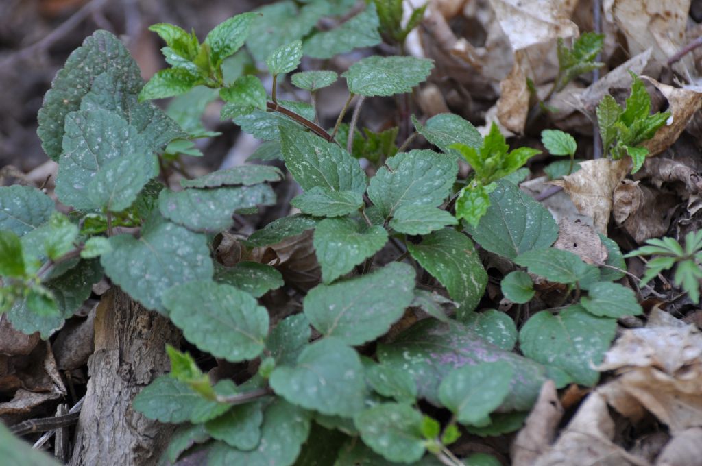 Lamium galeobdolon (L.) L.