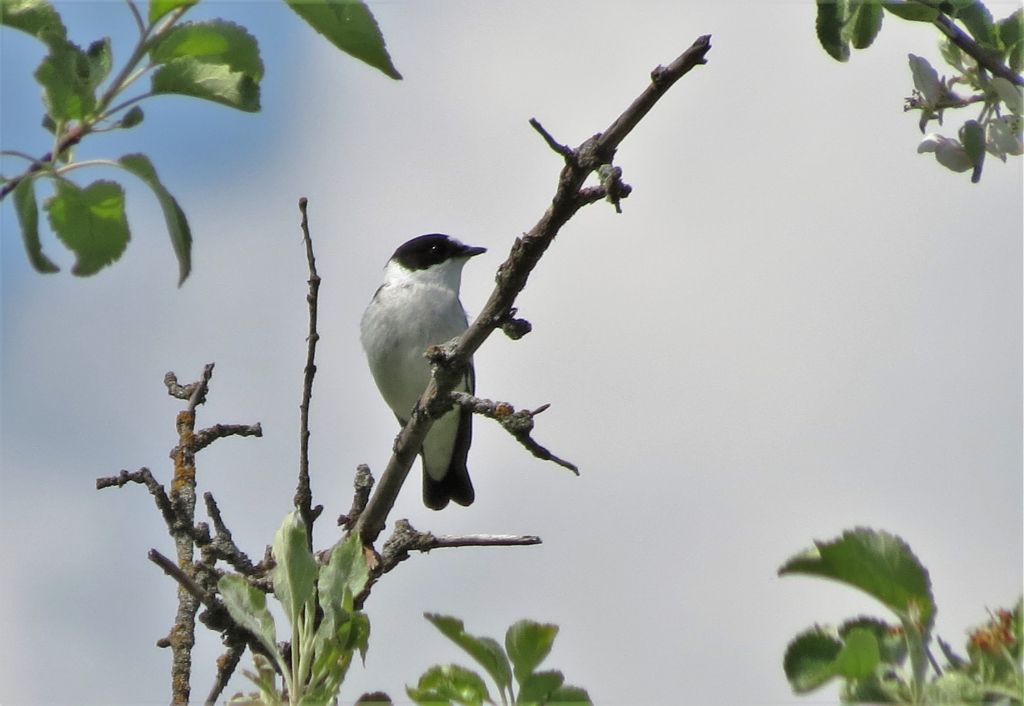 Ficedula albicollis (Temminck, 1815)