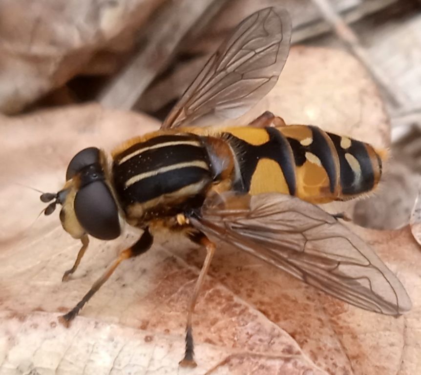 Helophilus pendulus (Linnaeus, 1758)