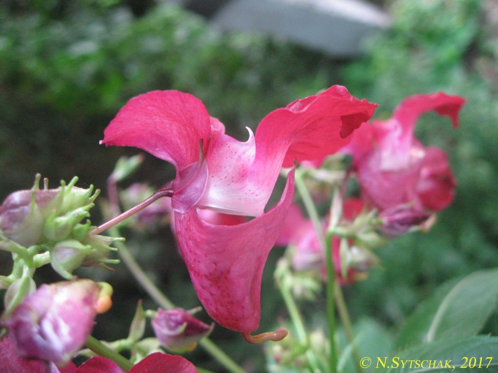 Impatiens glandulifera Royle