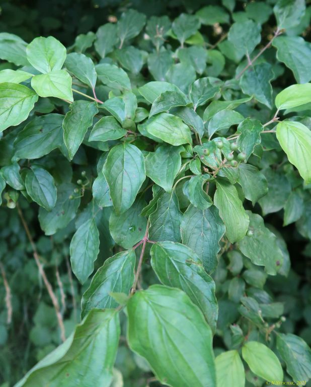 Cornus sanguinea L.
