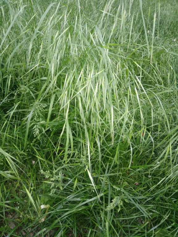 Bromus sterilis L.