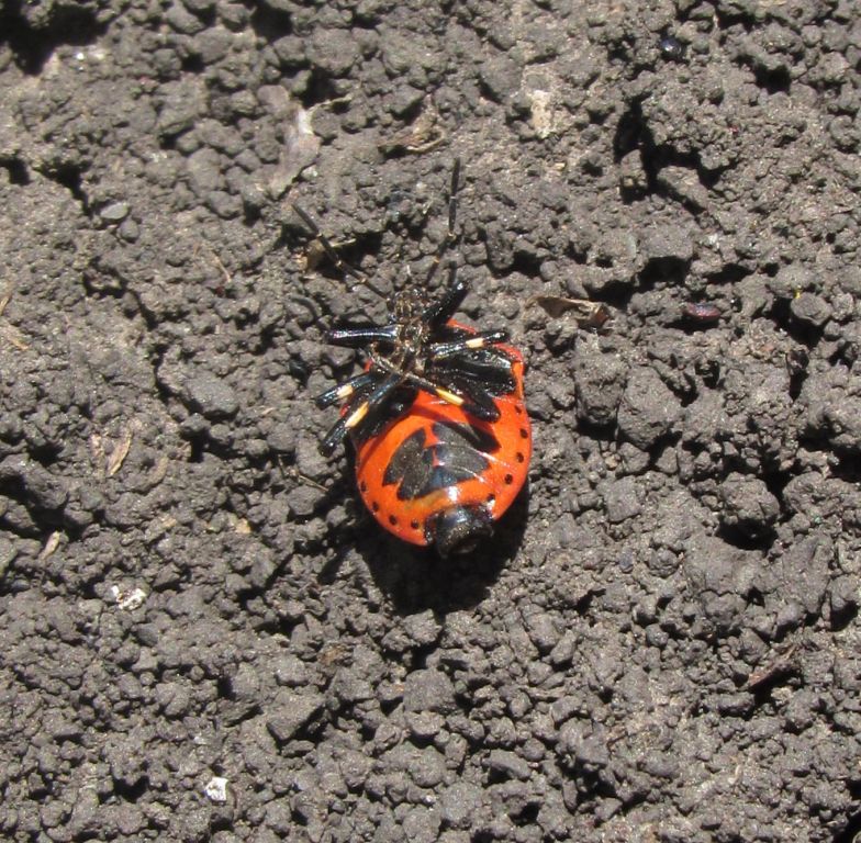 Perillus bioculatus (Fabricius, 1775)
