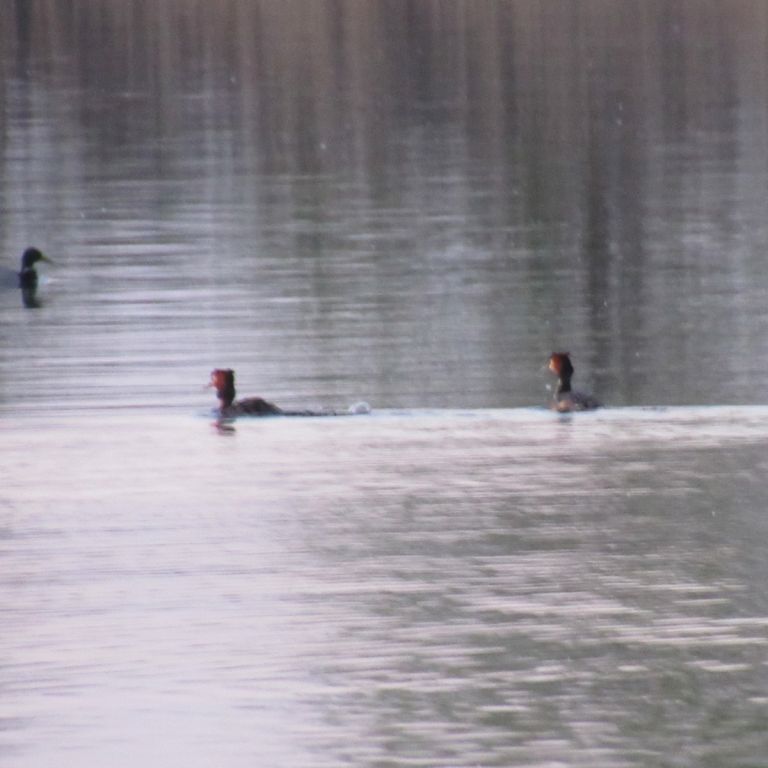 Podiceps cristatus (Linnaeus, 1758)