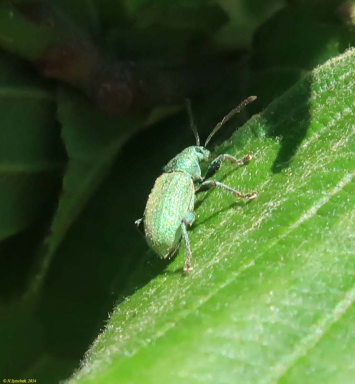 Phyllobius (Dieletus) argentatus (Linnaeus, 1758)
