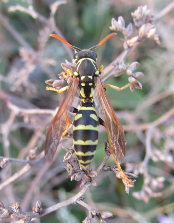 Polistes nimpha (Christ, 1791)