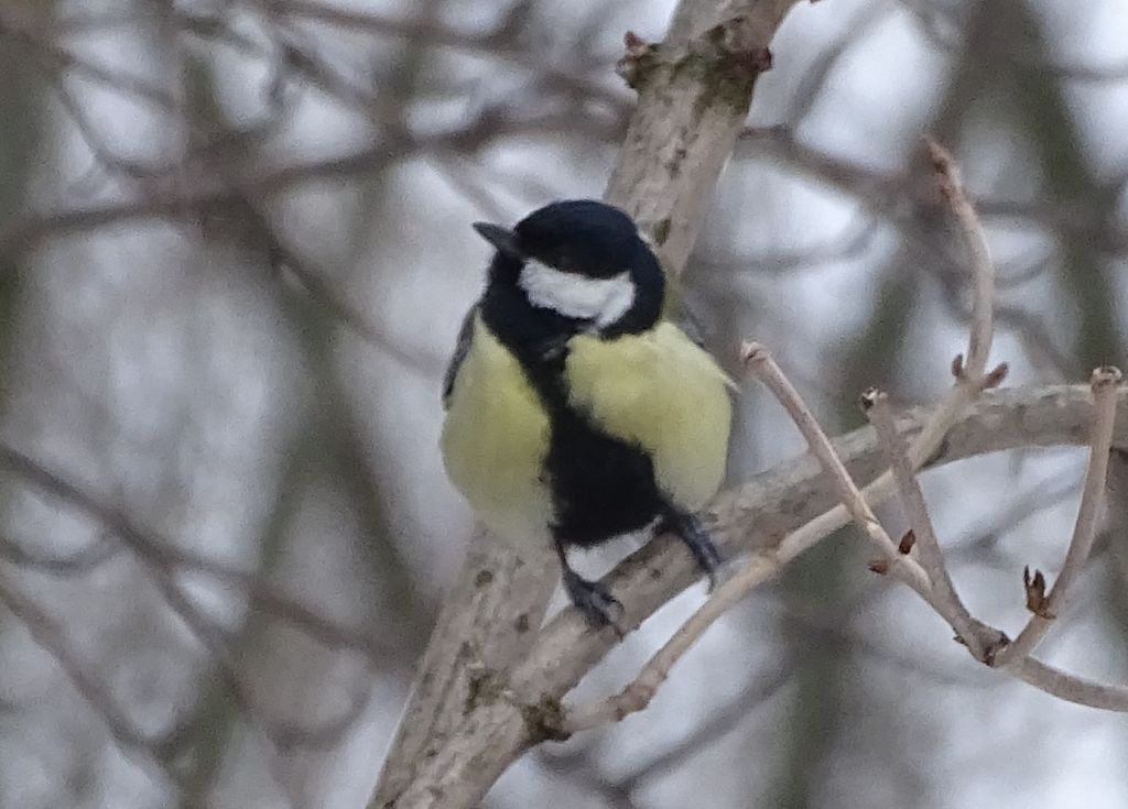 Parus major Linnaeus, 1758