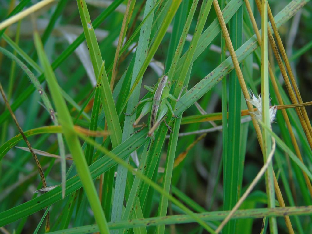 Tettigoniidae