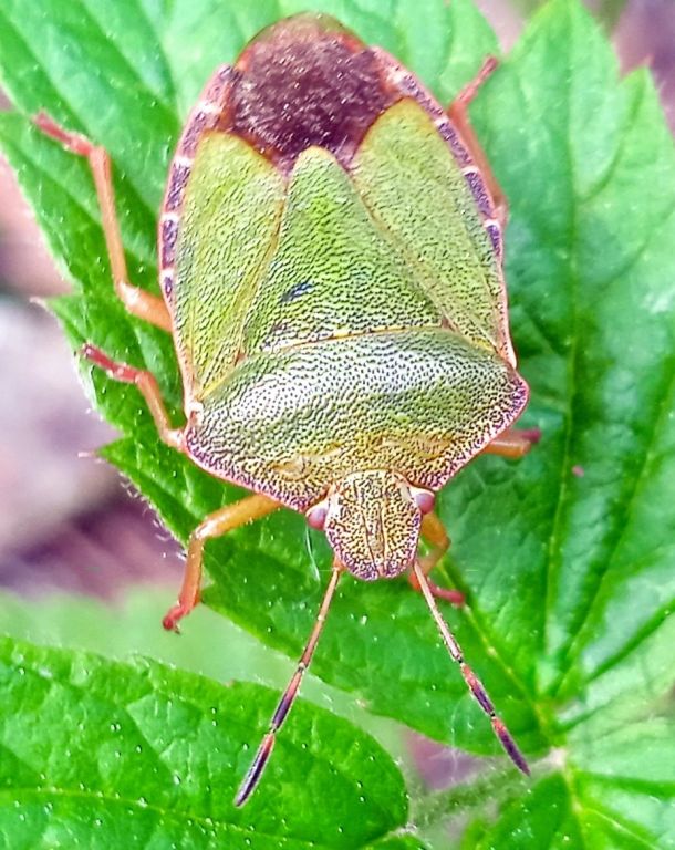 Palomena prasina (Linnaeus, 1761)