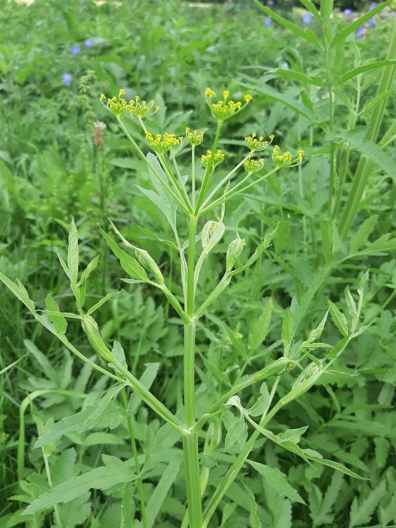 Pastinaca sativa L.