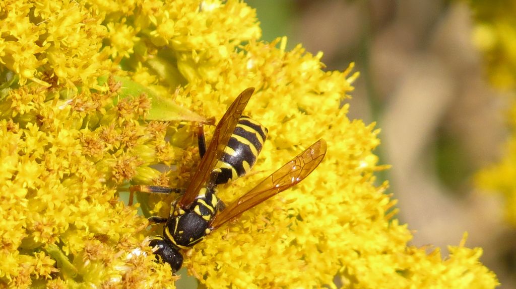 Polistes nimpha (Christ, 1791)