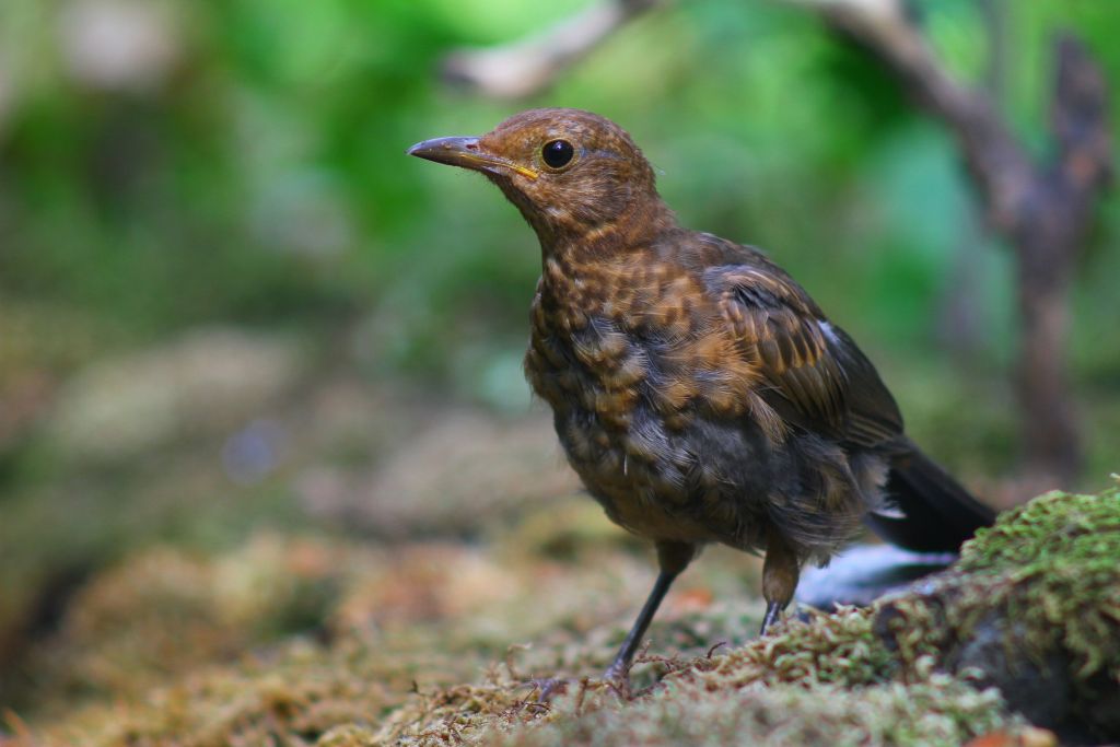 Turdus merula Linnaeus, 1758