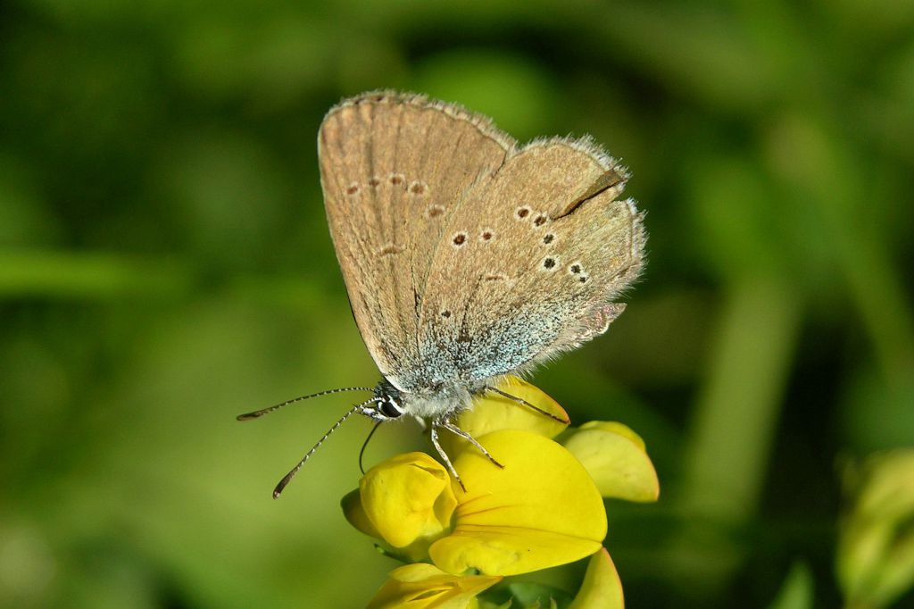 Cyaniris semiargus (Rottemburg, 1775)