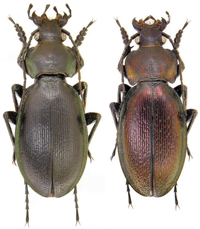 Carabus (Morphocarabus) scheidleri helleri Ganglbauer, 1891