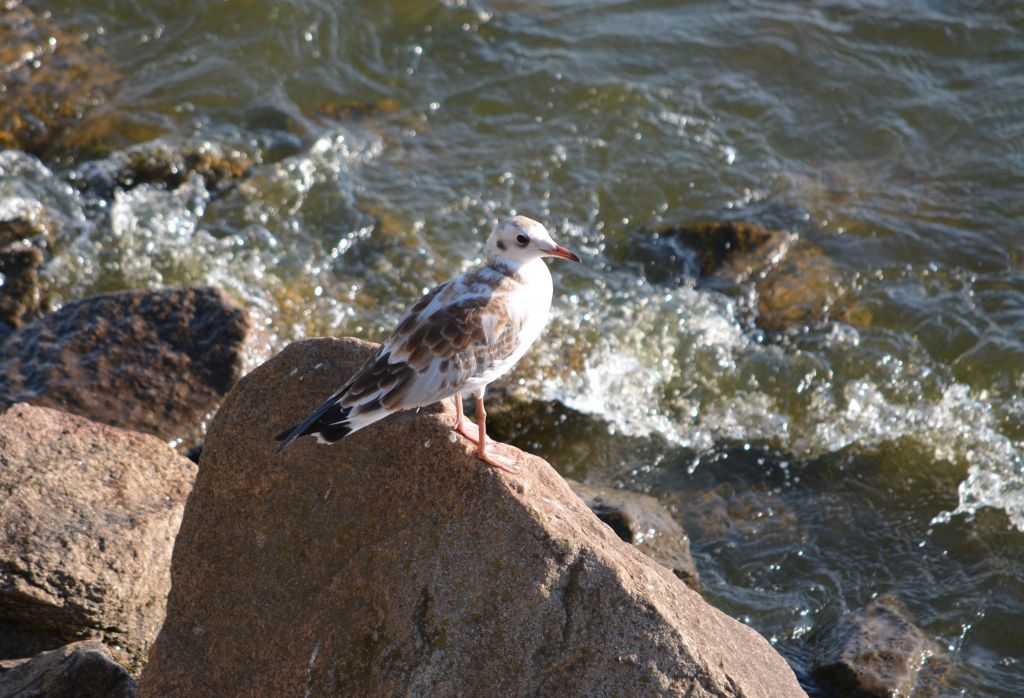 Chroicocephalus ridibundus (Linnaeus, 1766)