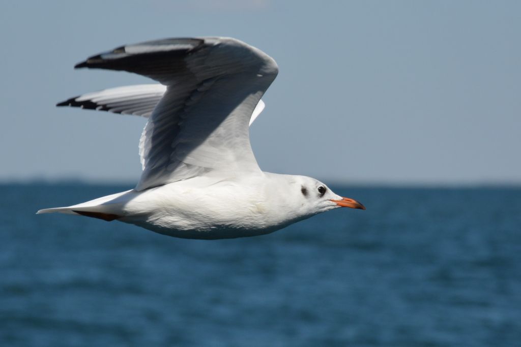 Chroicocephalus ridibundus (Linnaeus, 1766)