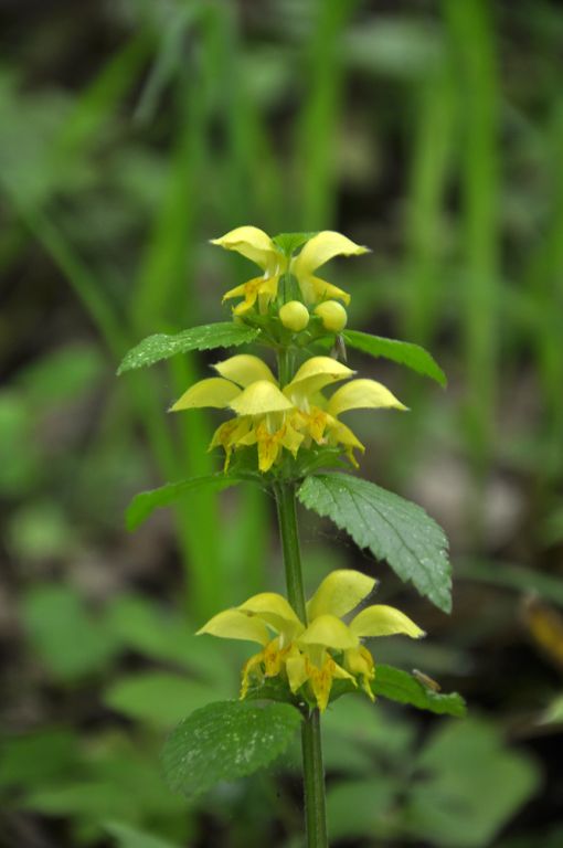 Lamium galeobdolon (L.) L.