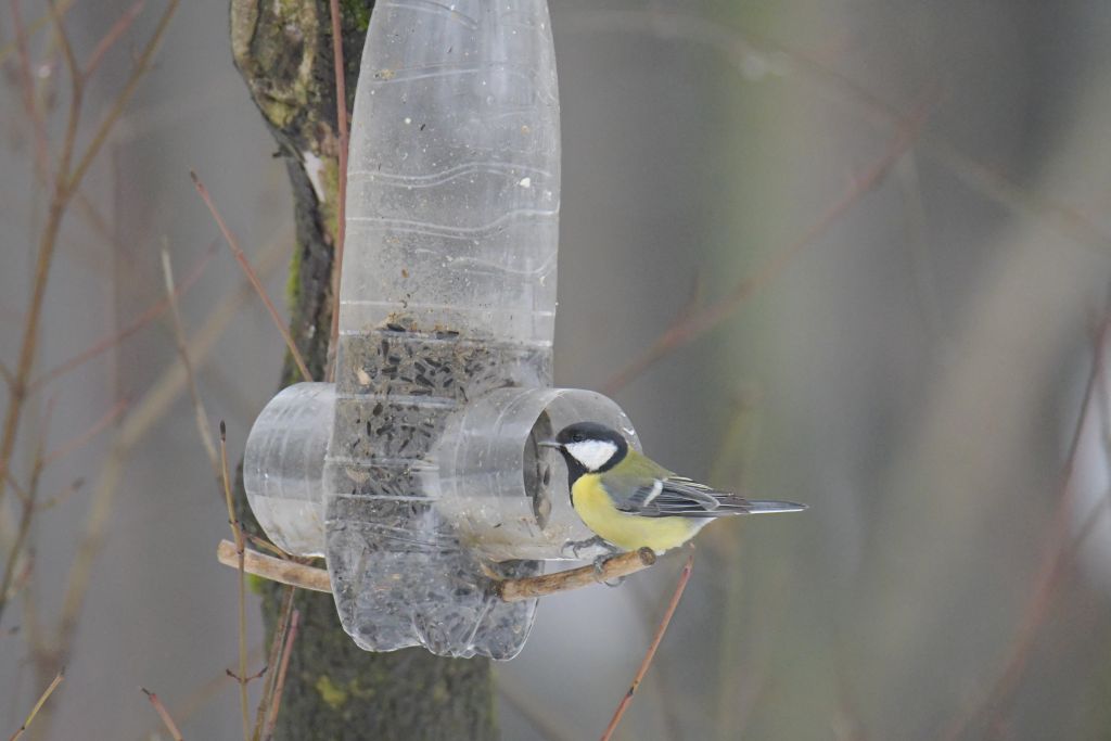 Parus major Linnaeus, 1758
