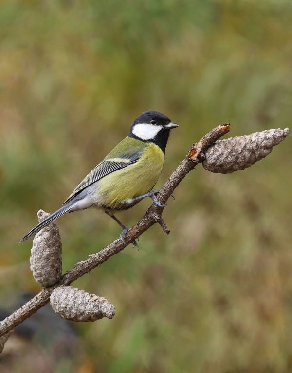 Parus major Linnaeus, 1758