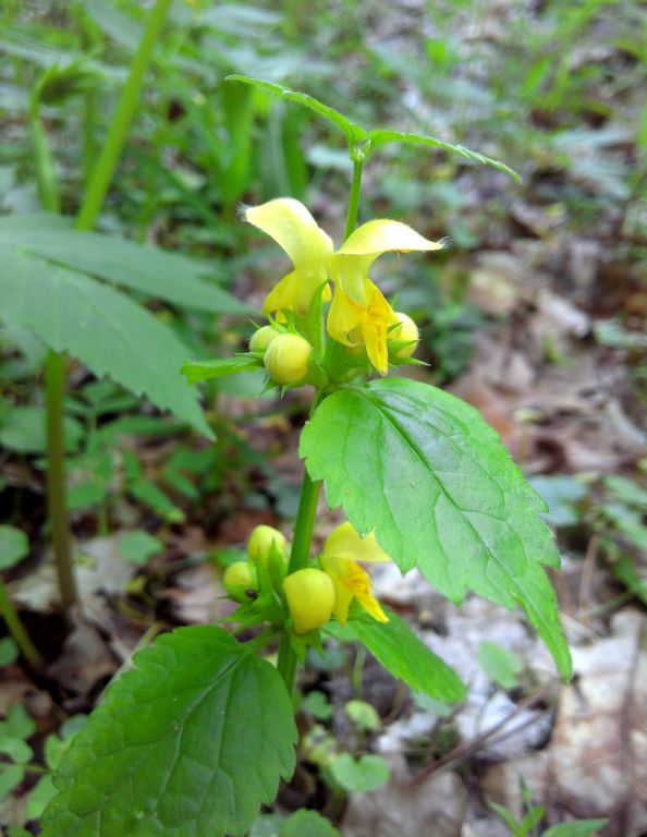 Lamium galeobdolon (L.) L.