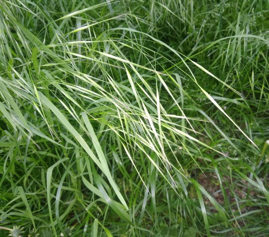 Bromus sterilis L.