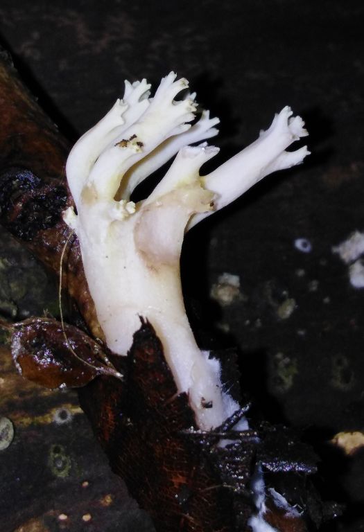 Artomyces pyxidatus (Pers.) Jülich