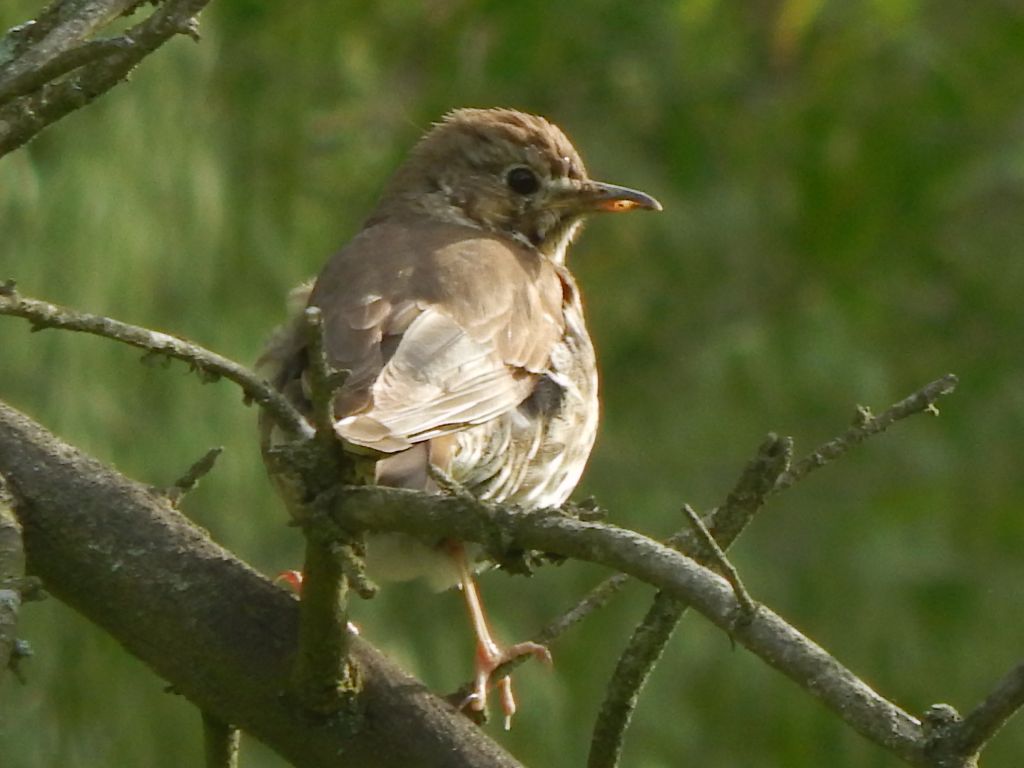 Turdus philomelos C.L.Brehm, 1831