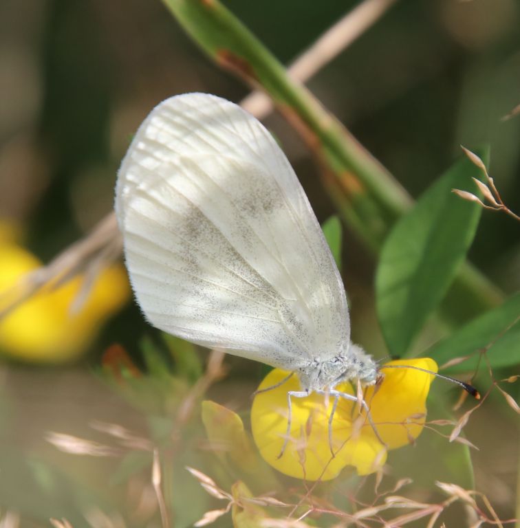 Leptidea