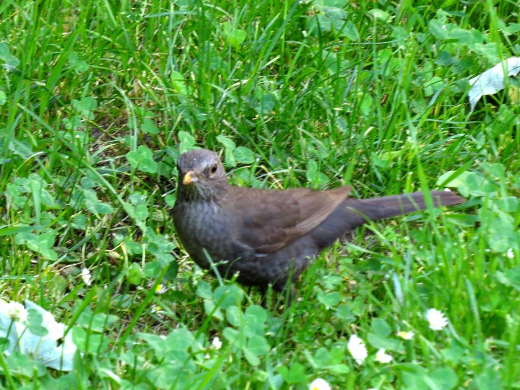 Turdus merula Linnaeus, 1758