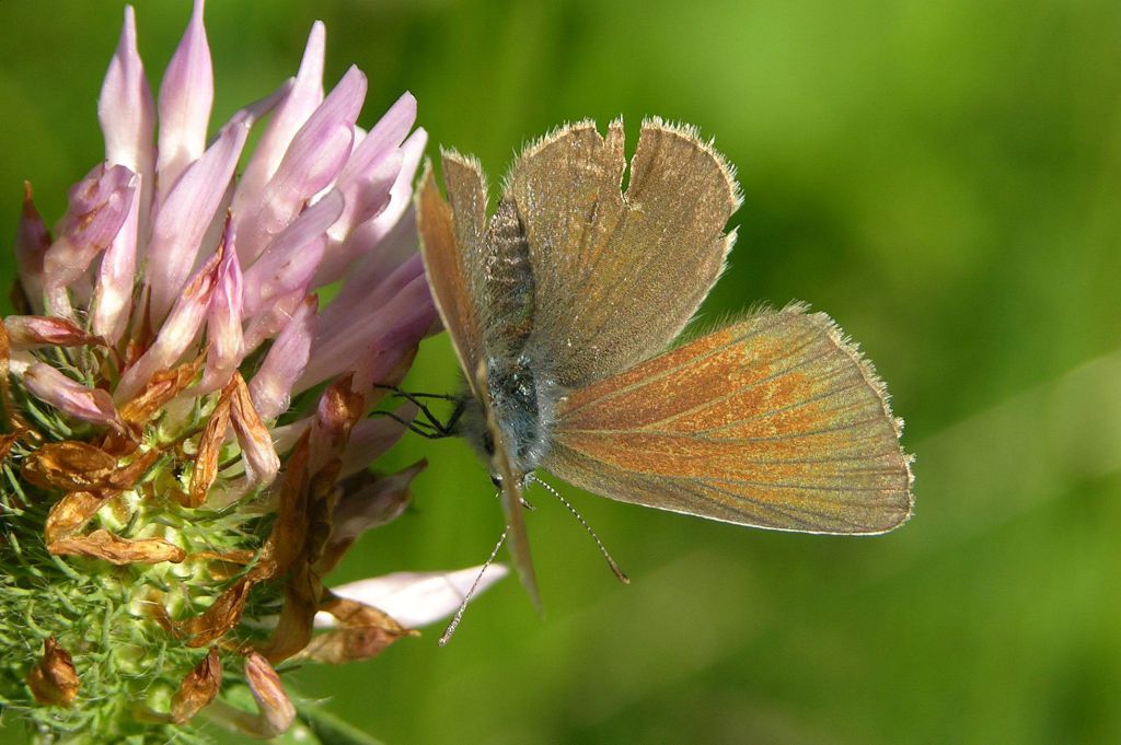 Cyaniris semiargus (Rottemburg, 1775)