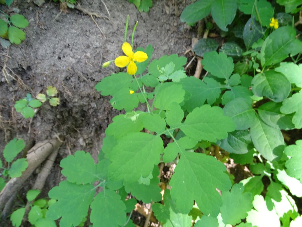 Chelidonium majus L.
