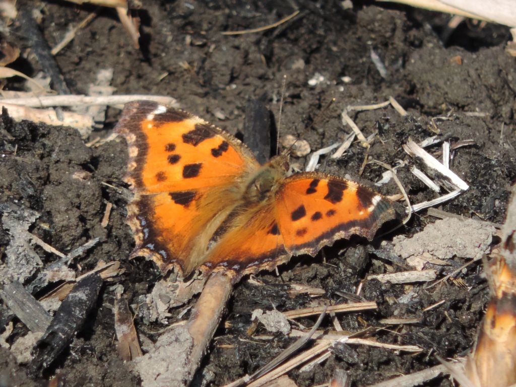 Nymphalis xanthomelas (Esper, 1781)