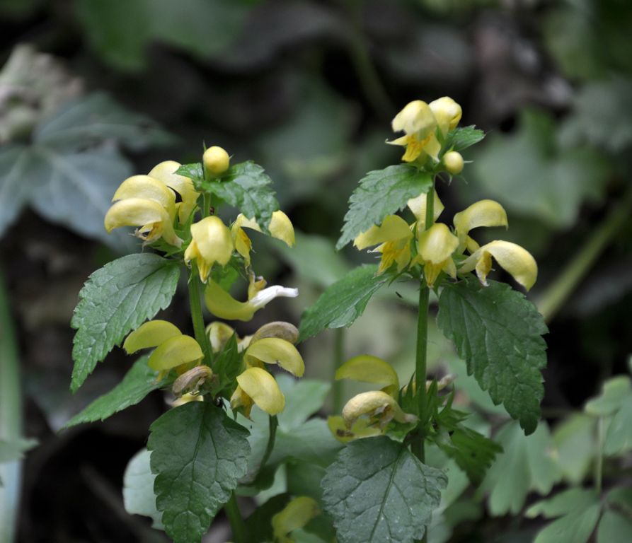 Lamium galeobdolon (L.) L.