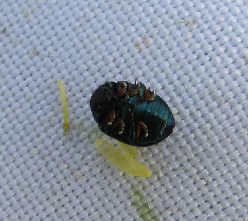 Chrysomelidae