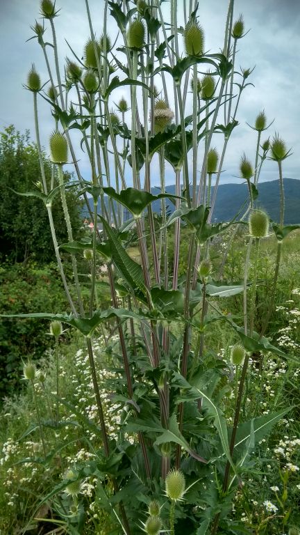 Dipsacus laciniatus L.