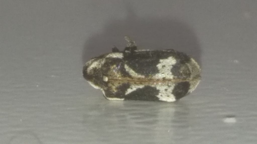 Ptinomorphus imperialis (Linnaeus, 1767)