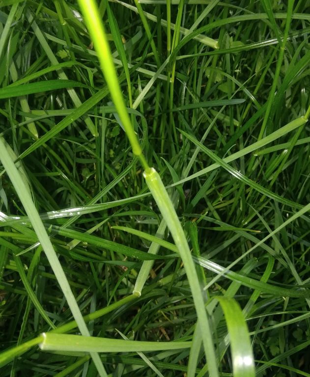 Bromus sterilis L.