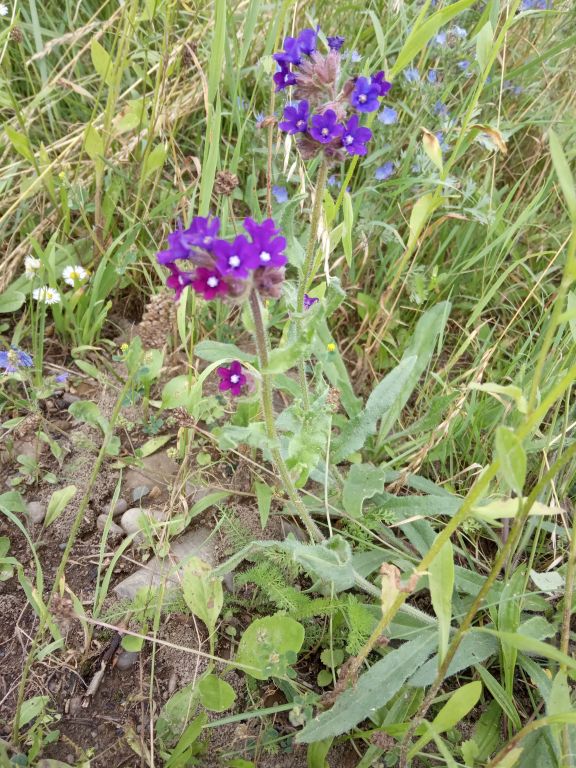 Anchusa officinalis L.
