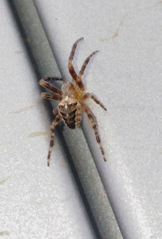 Araneus diadematus Clerck, 1757
