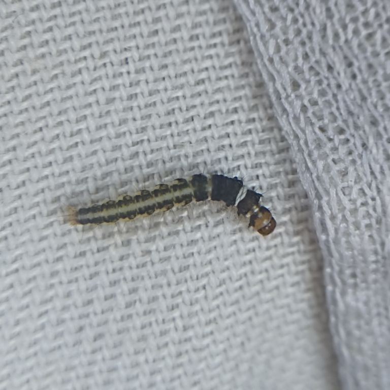 Helcystogramma triannulella (Herrich-Schäffer, 1854)
