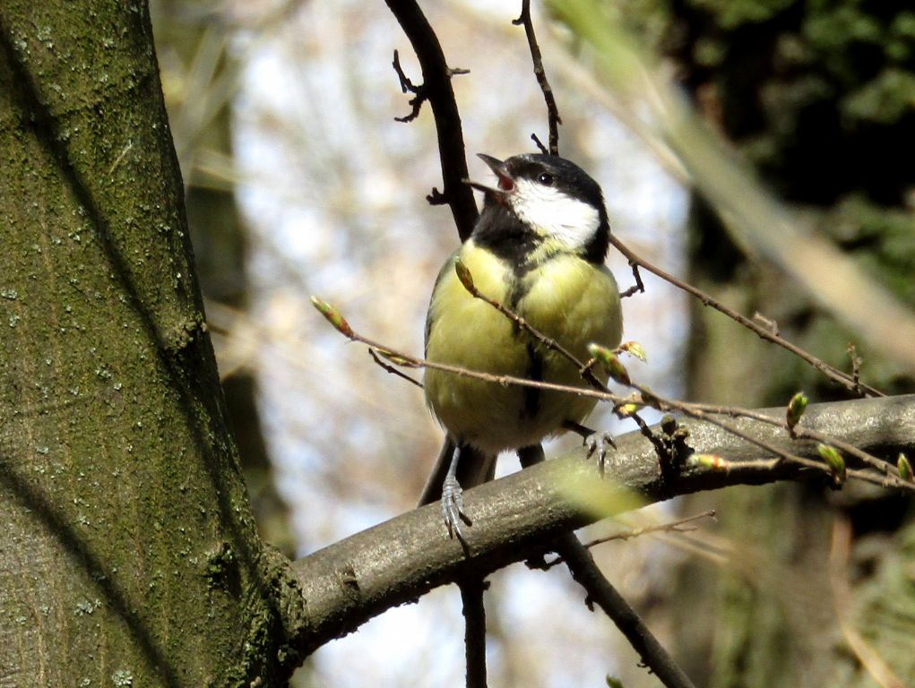 Parus major Linnaeus, 1758
