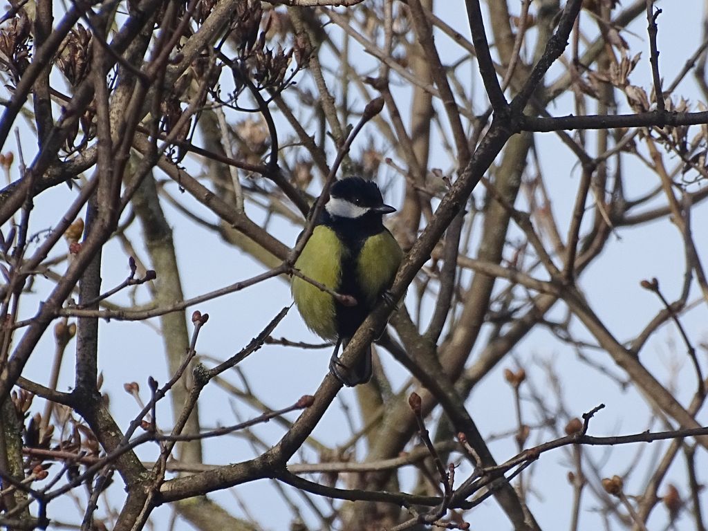 Parus major Linnaeus, 1758